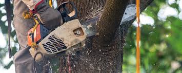 Best Commercial Tree Services  in Feasterville, PA