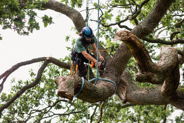 Best Emergency Tree Removal  in Feasterville, PA