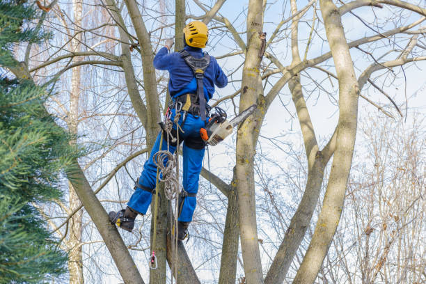 How Our Tree Care Process Works  in  Feasterville, PA