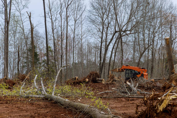 Best Leaf Removal  in Feasterville, PA