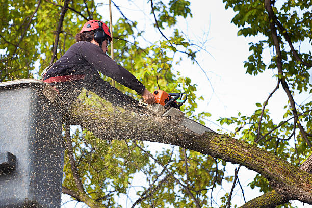Best Aeration Services  in Feasterville, PA