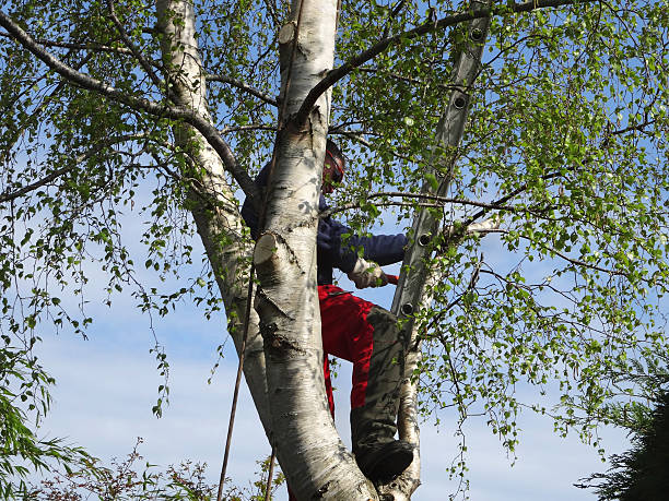Best Tree Removal  in Feasterville, PA