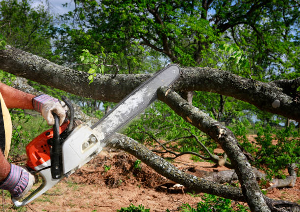 Best Tree Cabling and Bracing  in Feasterville, PA